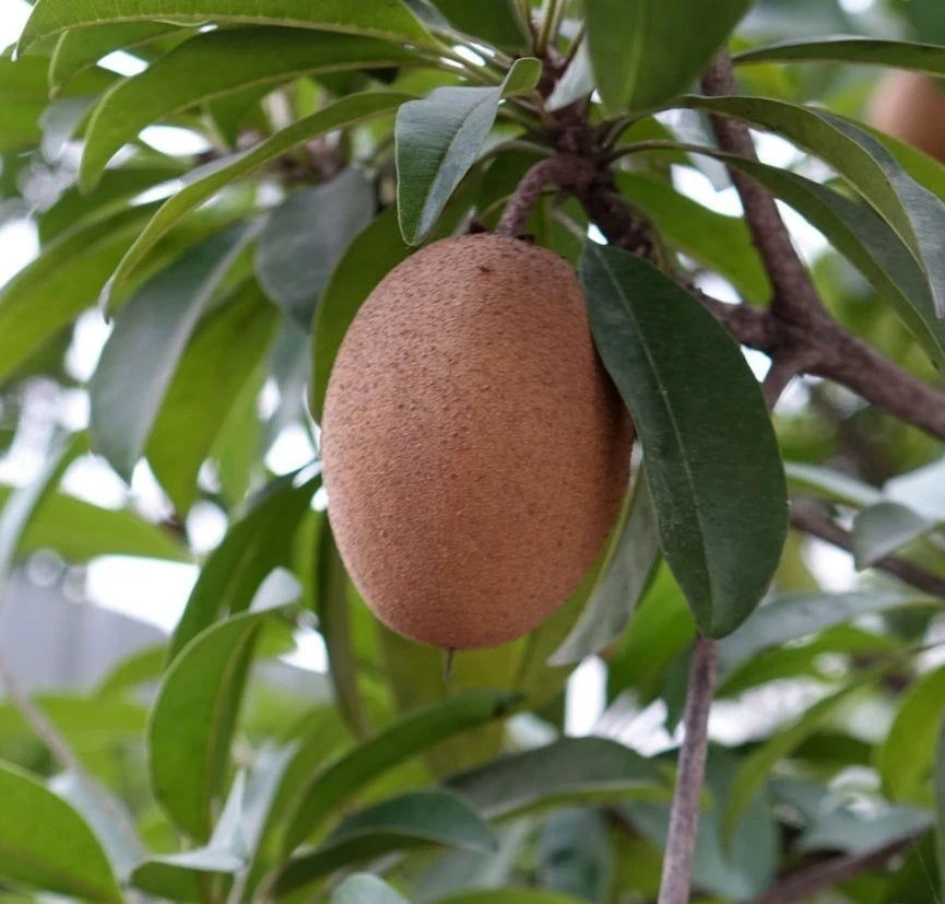 Ponderosa Sapodilla Seeds (Manilkara zapota) – 35 Premium Giant-Fruiting Sweet Chikoo Seeds