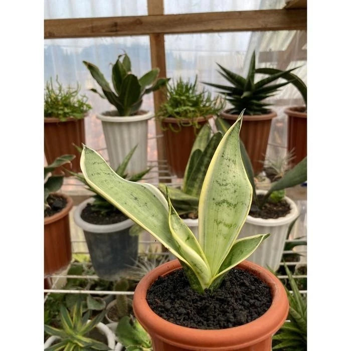 Sansevieria Trifasciata 'Pearl Young' – Rare Tropical Silver-White Variegated Snake Plant Specimen (Dracaena trifasciata)