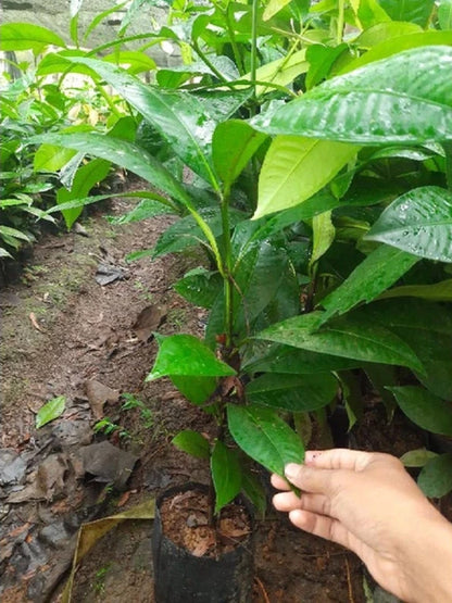 Kaligesing Mangosteen (Manggis Kaligesing) - Premium Grafted Rare Fruit Tree