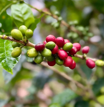 120+ Yirgacheffe Coffee Seeds (Coffea sp. / Premium Ethiopian Heirloom Arabica Coffee Cultivar Bean Seeds) – Premium Botanical Specimen Plant Seeds for Planting