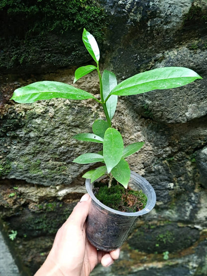 Hoya multiflora var. javanica Rare Tropical Wax Plant (1+ Rare Exotic Epiphytic Shrub-Like Vine Specimen) – Premium Live Botanical Plant for Indoor Growing & Collectors