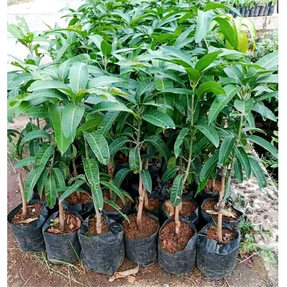 Miyazaki Mango Grafted Plant 45–60cm | Mangifera indica | Premium Sweet Mango Tree | DHL Express