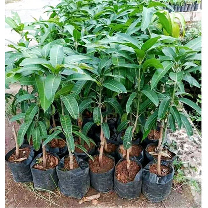 Miyazaki Mango Grafted Plant 45–60cm | Mangifera indica | Premium Sweet Mango Tree | DHL Express