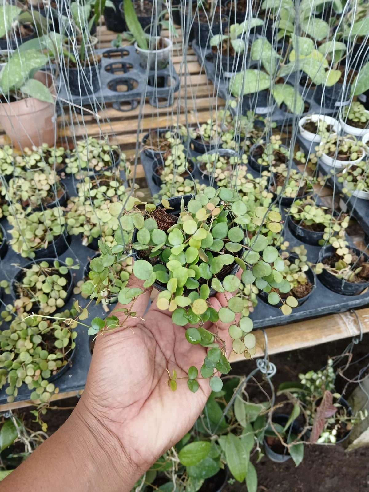 Rare Hoya Mini Peltata Sp Borneo - Premium Exotic Tiny Leaf Tropical Wax Plant
