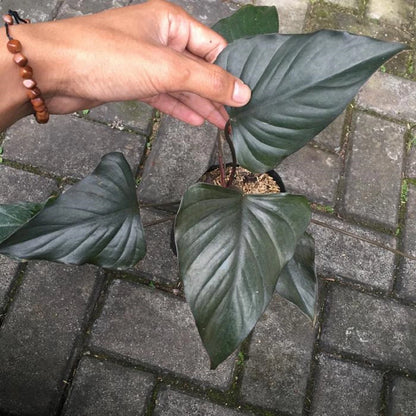 Homalomena Black Emerald - Rare Tropical Aroid