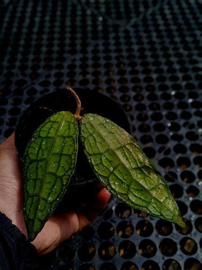 Hoya Clemensiorum 'Crocodile' – Rare Live Narrow Leaf Alligator-Skin Indoor/Outdoor Exotic Tropical Wax Plant
