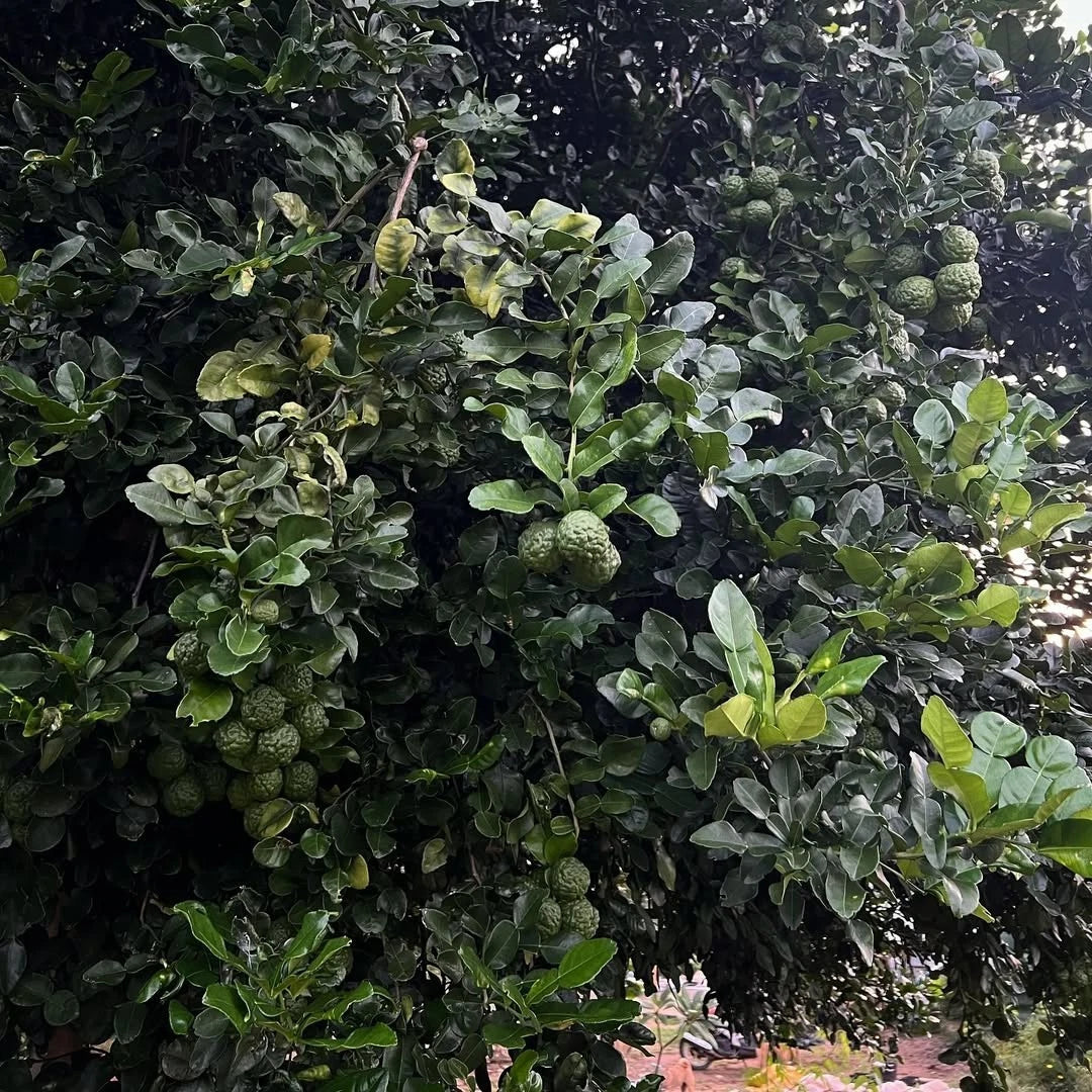 Kaffir Lime Seeds (Citrus hystrix) – 30++ Premium Fresh Makrut Lime / Double-Leaf Citrus Seeds for Planting