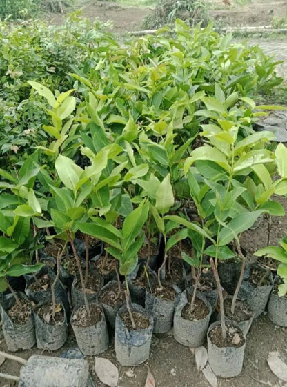 Red Kusuma Water Apple (Java Apple) Grafted Fruit Tree - Premium Tropical Wax Apple