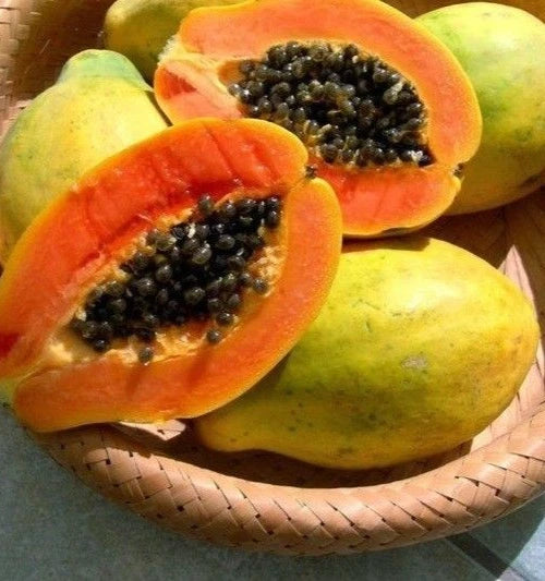 150+ Tropical Sunrise Papaya (Carica papaya) Seeds – Sweet, High-Yield Exotic Fruit