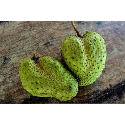 Honey Soursop Seeds (Annona muricata / 100+ Premium Sweet Brazilian Graviola Guanabana Fruit Seeds) – Premium Exotic Botanical Specimen Plant Seeds for Planting
