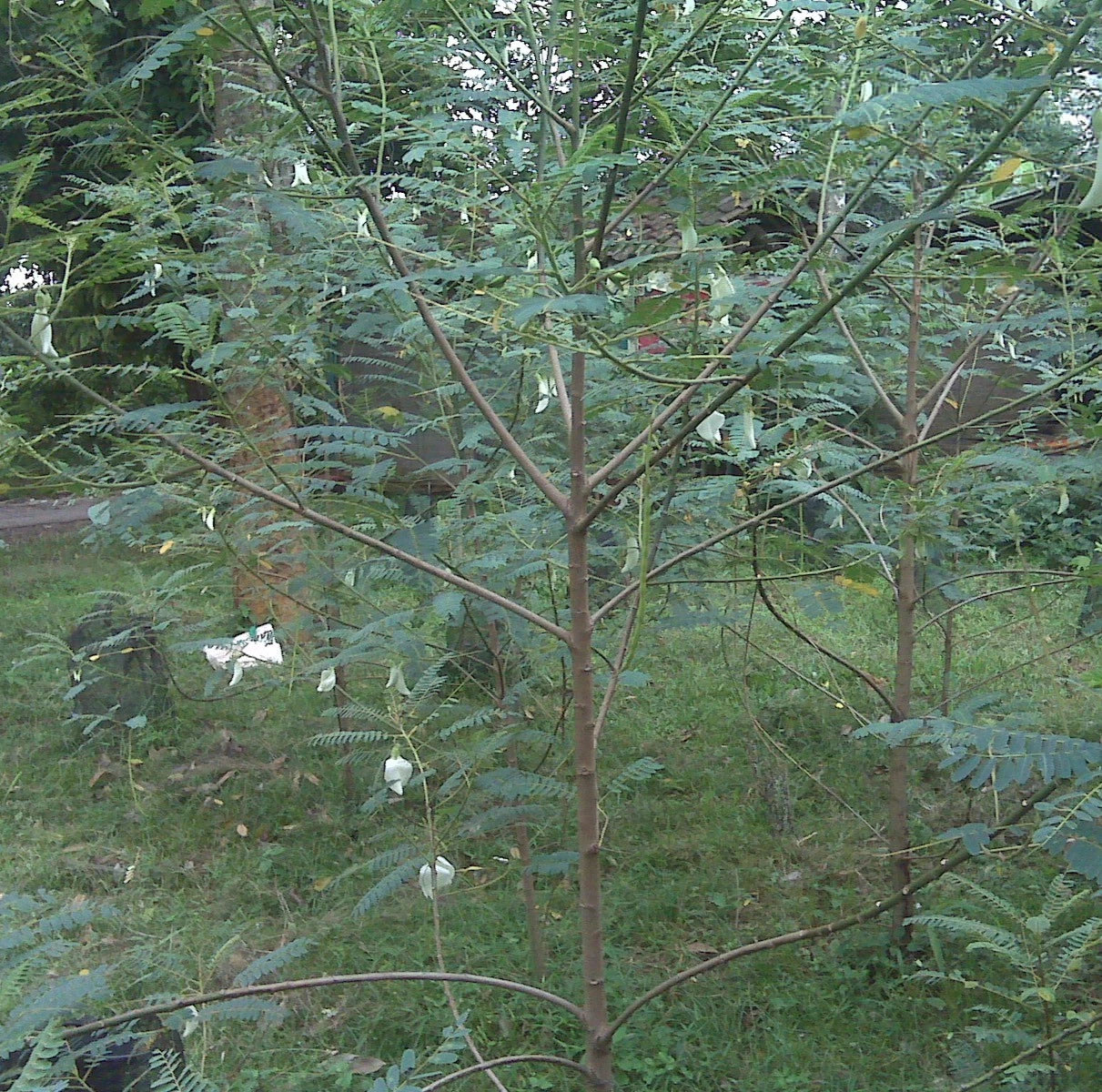 100++ Hummingbird Katurai Seeds (Sesbania grandiflora var. White Flower / Vegetable Hummingbird / Agati Tree) – Premium Botanical Specimen Plant Seeds for Planting