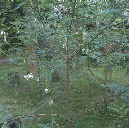 100++ Hummingbird Katurai Seeds (Sesbania grandiflora var. White Flower / Vegetable Hummingbird / Agati Tree) – Premium Botanical Specimen Plant Seeds for Planting