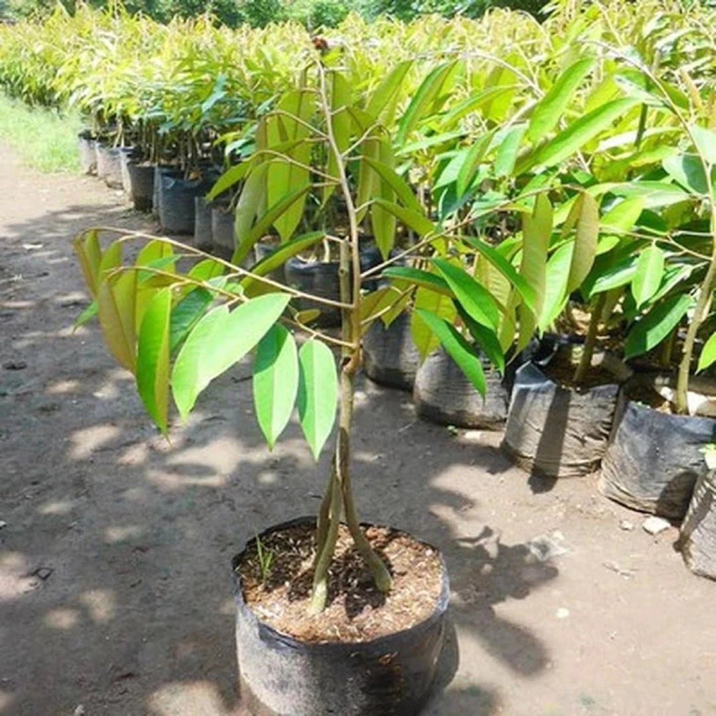 Cane Durian (Durian Tebu) - Premium Grafted Fast-Fruiting Tropical Tree