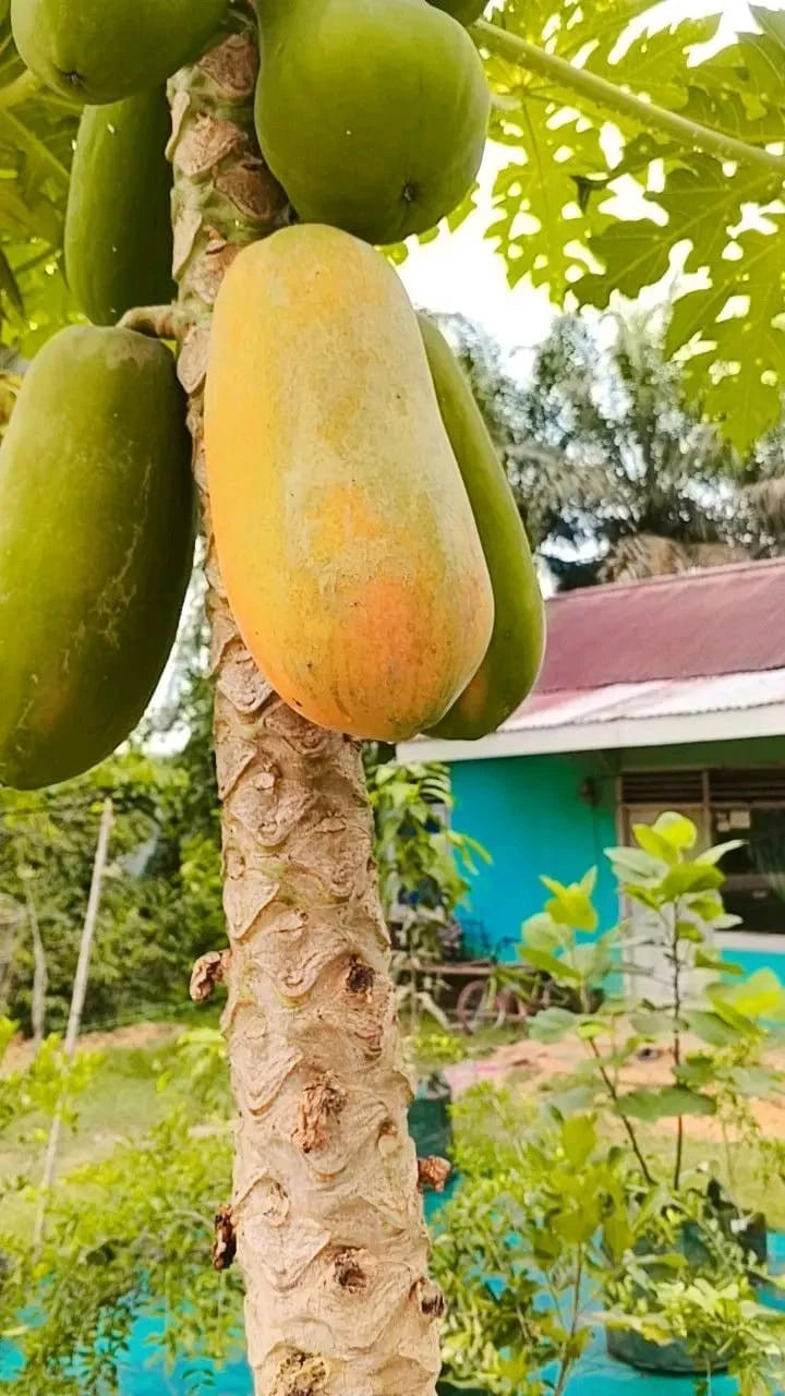 Calina Papaya (Carica papaya L.) – 500+ Premium Fresh Seeds for Planting