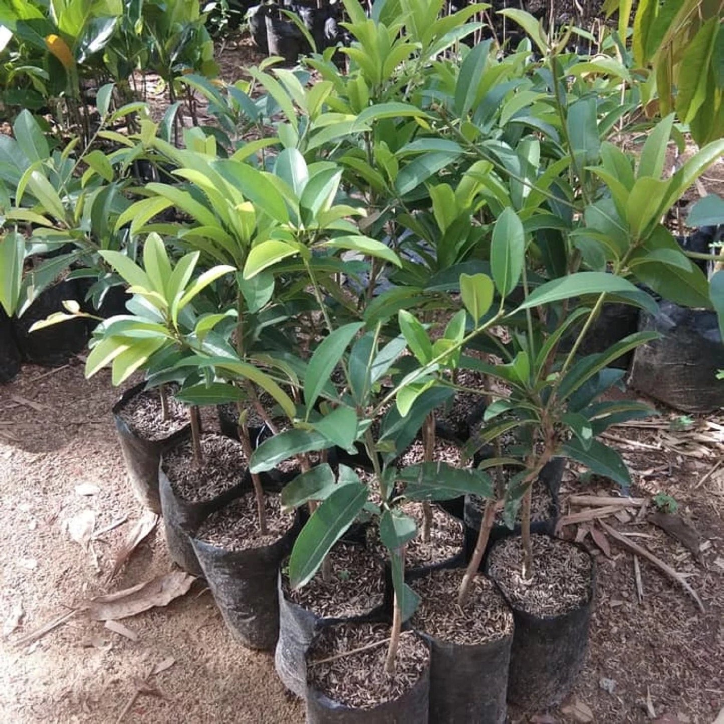 Cucumber Sapodilla - Premium Grafted Rare Tropical Fruit Tree