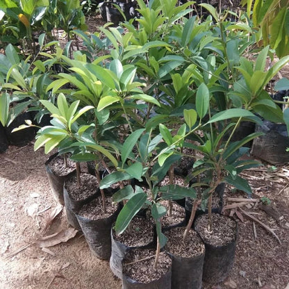 Cucumber Sapodilla - Premium Grafted Rare Tropical Fruit Tree