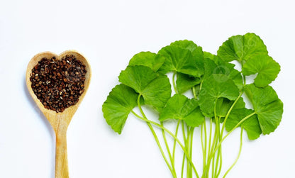 Gotu Kola Pegagan Super Seeds (Centella asiatica) – Premium 50+ Medicinal Herb & Longevity Leaf Exotic Botanical Seeds for Planting (50+ Pcs)