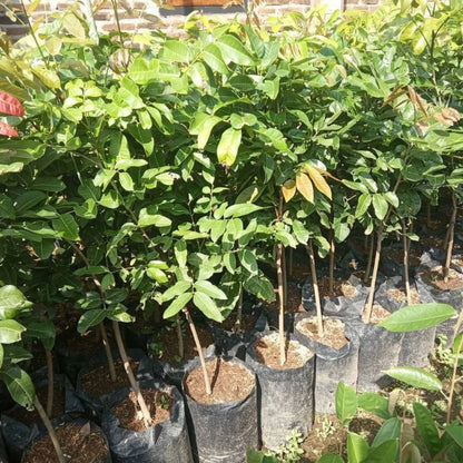 Diamond River Longan - Premium Grafted Tropical Fruit Tree