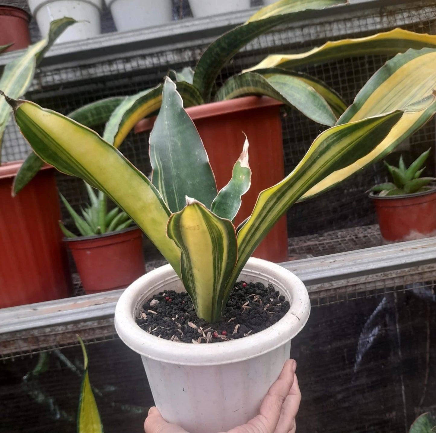 Sansevieria 'Black Rose' Variegated - Rare & Architectural Snake Plant