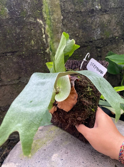 Platycerium Stemaria - Majestic & Rare Tropical Staghorn Fern