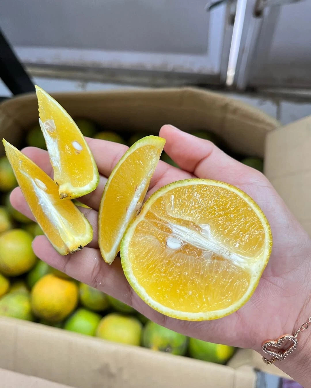 Baby Java Orange Seeds (Citrus reticulata var. Baby Java / 1000+ Fresh Sweet Citrus Fruit Seeds) – Premium Gourmet Tropical Citrus Plant Seeds for Planting