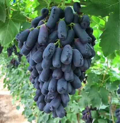 Premium Sweet Sapphire Grape Seeds (Vitis vinifera var. Sweet Sapphire) – Exotic Finger-Shaped Black Table Grape Fruit Seeds for Planting (100+ Pcs)