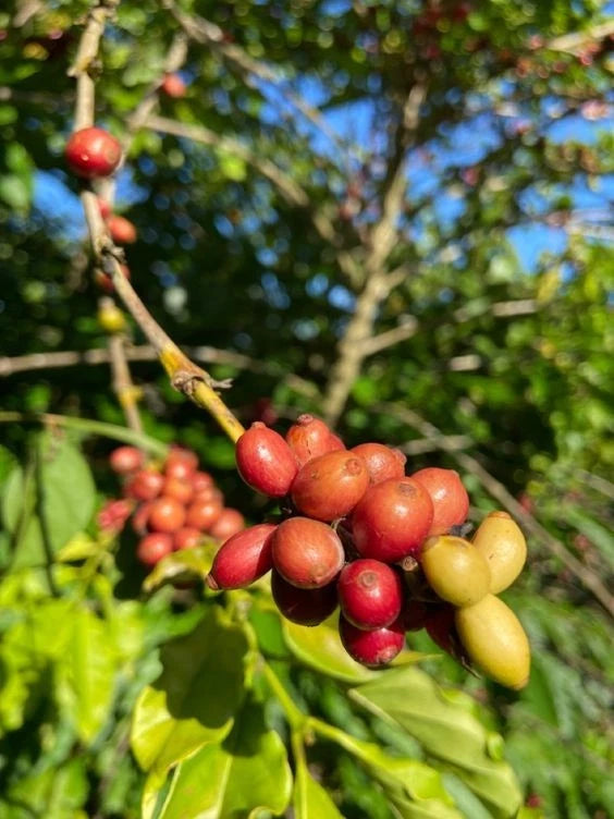 Gayo Coffee Seeds (Coffea arabica var. Gayo) – Premium Certified High-Yield Sumatran Gourmet Arabica Coffee Bean Plant Seeds for Planting (120 Pcs)