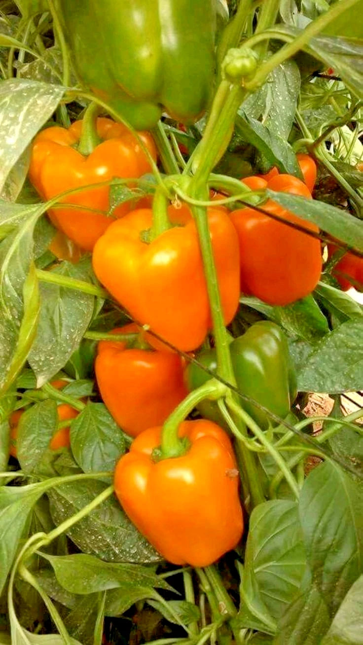 40+ Bell Pepper Seeds (Capsicum annuum) – Bundling 4 Cultivar Garden Package Certified Heirloom Vegetable Seeds for Planting