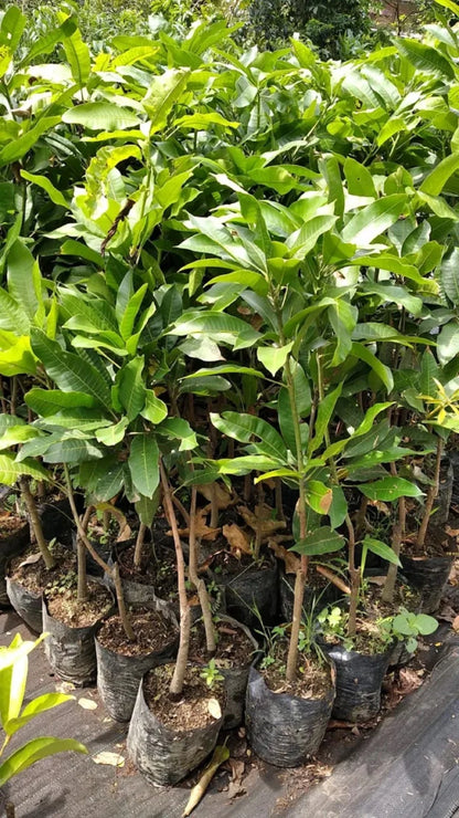 Premium Grafted Manalagi Mango Fruit Tree - Sweet Fiberless Tropical Mango