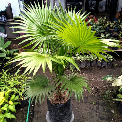 Saribus rotundifolius (Footstool Palm) - Exotic Tropical Fan Palm