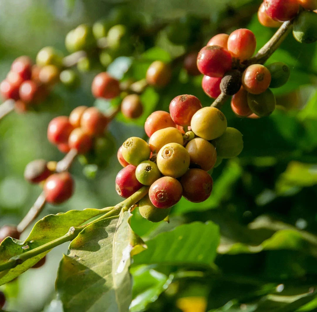 2000+ Premium Coffee Seeds (Coffea arabica var. SL28) – Certified Heirloom Coffee Bean Seeds for Planting