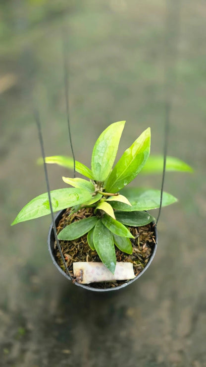 Hoya Little Tail Hybrid – Rare Tropical Wax Plant