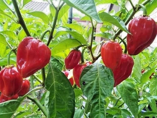 Superior Chili Seeds 25+ pcs Bundle (Capsicum spp.) – 5-Cultivar Garden Package Premium Certified Hot Pepper Plant Seeds for Planting