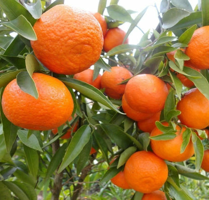 Fallglo Orange Seeds (Citrus reticulata hybrid / 100+ Sweet Citrus Fruit Tree Seeds) – Premium Exotic Botanical Specimen Plant Seeds for Planting