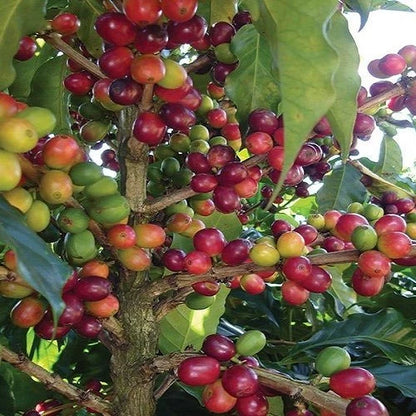 Pacamara Coffee Seeds (Coffea arabica var. Pacamara) – Premium Certified Giant-Bean Specialty Gourmet Coffee Bean Seeds for Planting (120 Pcs)
