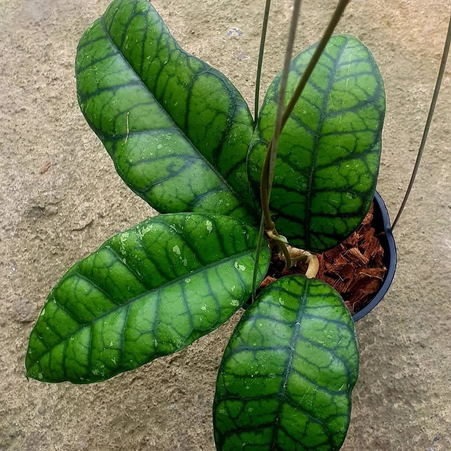 Hoya Callistophylla 'Obsidian' Rare Tropical Indoor Outdoor Wax Plant Seeds / Cuttings (Hoya callistophylla 'Obsidian') – Premium Certified Dark Veined Waxflower Plant for Planting