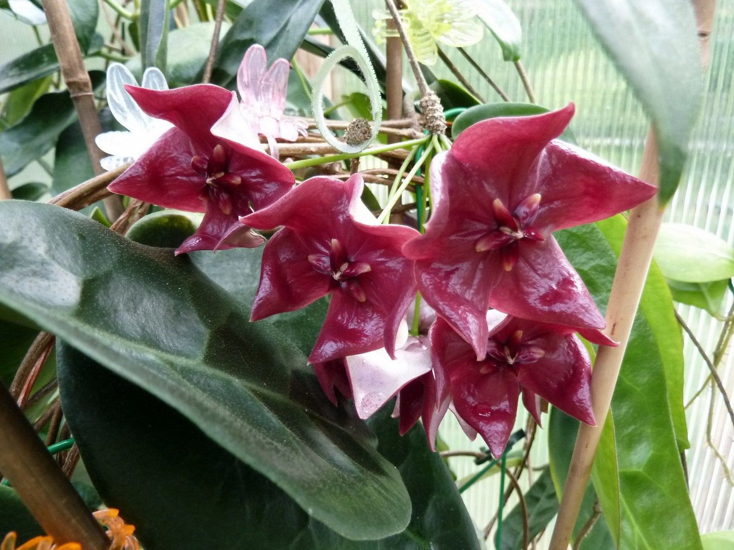 Hoya Megalaster Ubiyau | Rare Hoya Wax Plant | Tropical Indoor Outdoor Houseplant