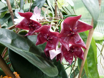 Hoya Megalaster Ubiyau | Rare Hoya Wax Plant | Tropical Indoor Outdoor Houseplant