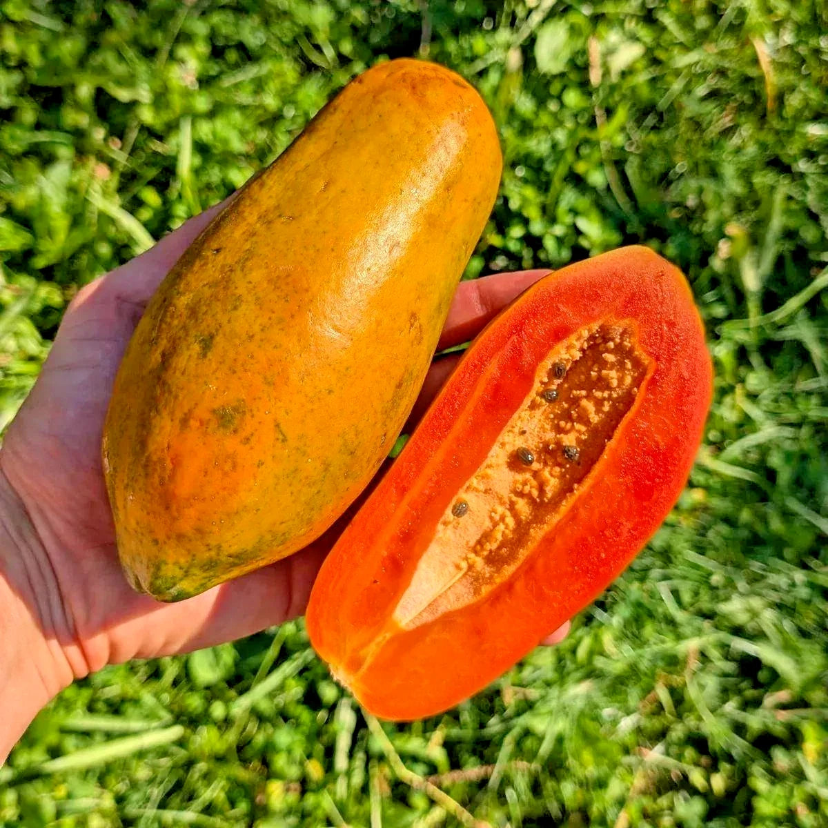 Dwarf Red Lady Papaya (Carica papaya) – 1,000+ Premium Seeds