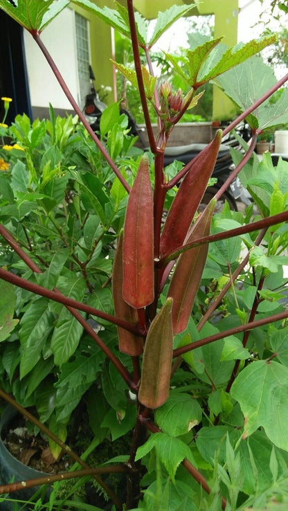 Red Okra Seeds (Abelmoschus esculentus) – 1.000++ Premium Heirloom Burgundy Red Okra Seeds for Planting