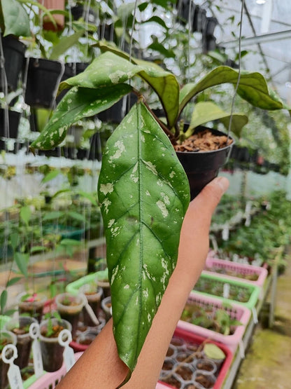 Hoya Clemensiorum Gorung Rare Wax Plant | Tropical Indoor Outdoor Hoya | Exotic Collector Houseplant