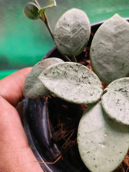 Hoya Mathilde Silver Chrome Rare Tropical Wax Plant (Splash-Leaved Epiphytic Hybrid Vine Specimen) – Premium Botanical Houseplant Seeds & Cuttings for Growing