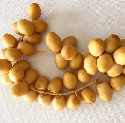 Khalas Date Palm Seeds (Phoenix dactylifera) – 35+ Premium Sweet Date Seeds