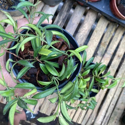 Rare Hoya Zambales PG04 - Premium Exotic Tropical Wax Plant