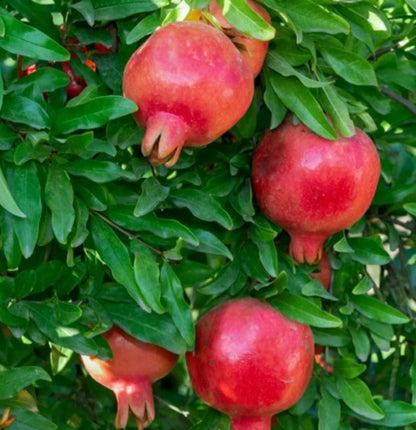 Rumi Pomegranate Seeds (Punica granatum 'Rumi') – 100+ Premium Fresh Rare Ancient Heirloom Crimson Pomegranate Seeds