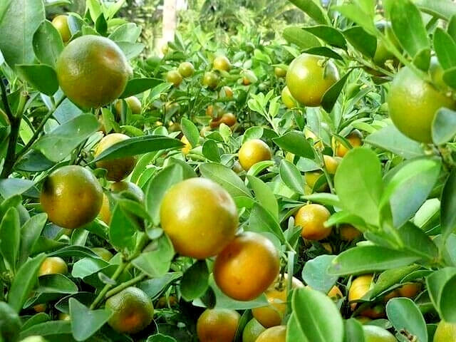 Calamansi Orange Seeds 2,000+ (Citrus microcarpa) – Bulk Acid Citrus Fruit Tree & Calamondin Seeds for Planting