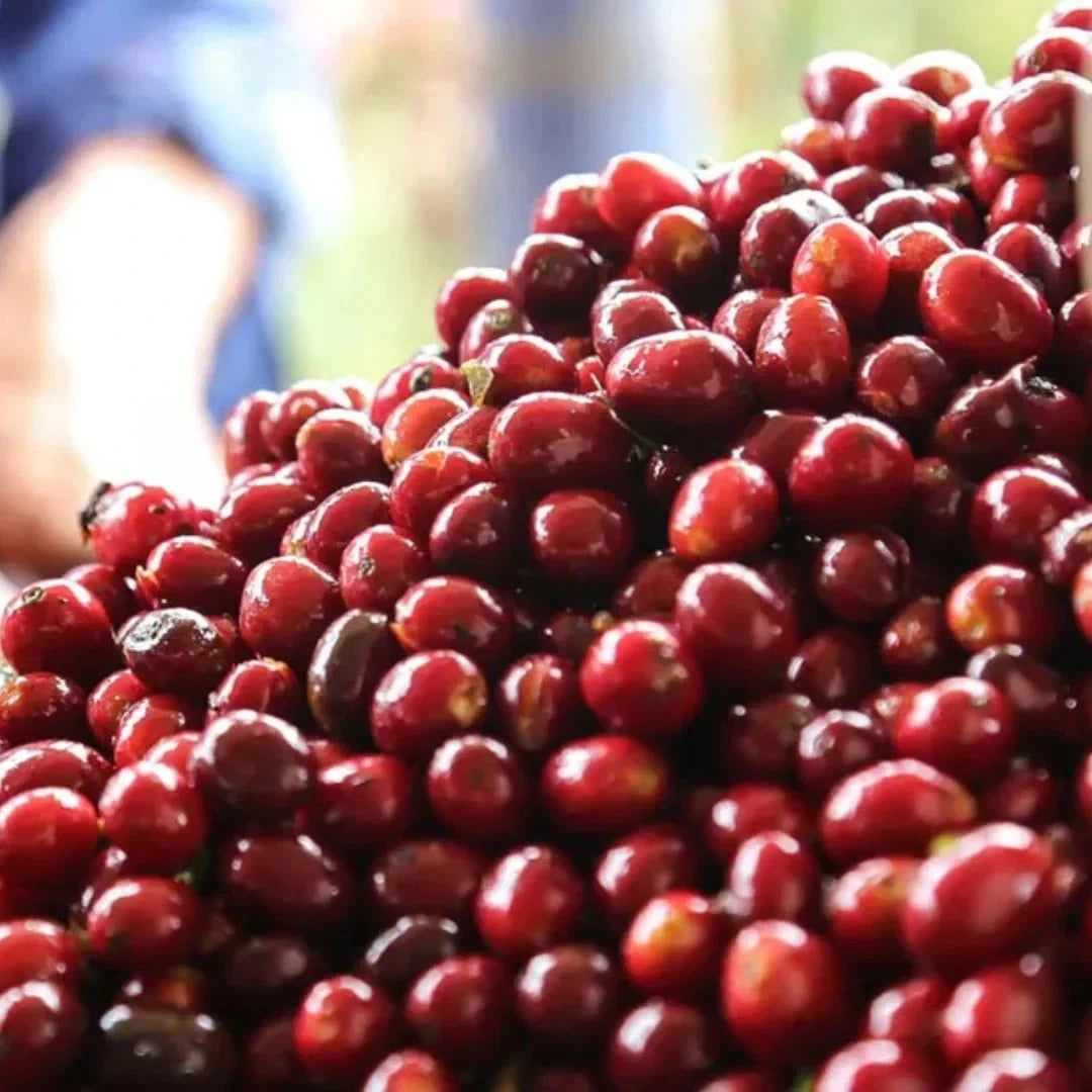 Geisha Peruvian Coffee (Coffea arabica) – 120+ Premium Micro-Lot Seeds