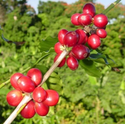 Obata Coffee Seeds (Coffea arabica x canephora / 120+ Disease-Resistant Hybrid Coffee Bean Seeds) – Premium Exotic Botanical Specimen Plant Seeds for Planting