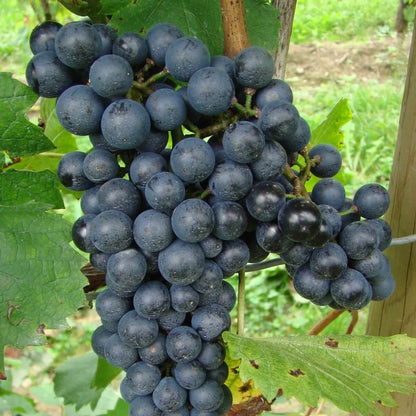 Lamberger Grape Seeds 100 pcs (Vitis vinifera) – Premium Certified Sweet Table & Wine Grape Vine Plant Seeds for Planting