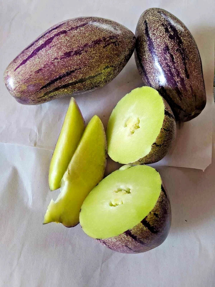 500+ Purple Pepino Seeds (Solanum muricatum) | Exotic Sweet Melon Pear Fruit | Rare Edible Plant